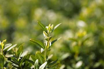 Fototapeta na wymiar hedge buxus new spring shoots close up view
