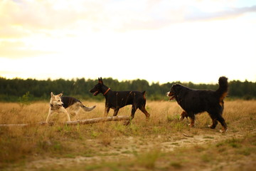 Three dogs husky and bernese mountain dog and doberman at walk on yellow meadow in sunset