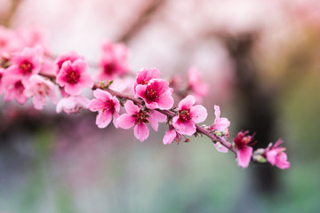 Pink peach flowers begin blooming in the garden. Beautiful flowering branch of peach on blurred garden background. Close-up, spring theme of nature. Selective focus