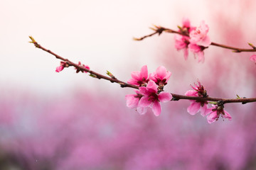 Pink peach flowers begin blooming in the garden. Beautiful flowering branch of peach on blurred garden background. Close-up, spring theme of nature. Selective focus