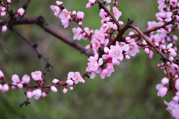 Pink peach flowers begin blooming in the garden. Beautiful flowering branch of peach on blurred garden background. Close-up, spring theme of nature. Selective focus