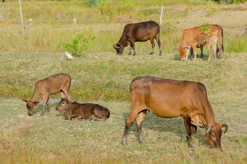 Fototapeta premium The mother cow is eating grass at the grass field.
