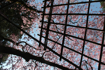 cherry trees (hanami) in a shinto shrine (heian sanctuary) in kyoto (japan)