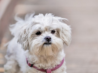 A cute portrait of the white havanese puppy