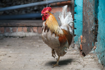 Chickens on the yard