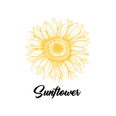 Sunflower yellow blooming sketch illustration. Summer flower with black calligraphy. Helianthus outline logo drawing. Floral, botanical isolated clipart. Eco farming logotype design vector idea