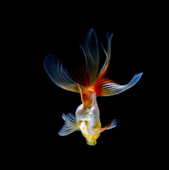 Fototapeta na wymiar goldfish isolated on a dark black background