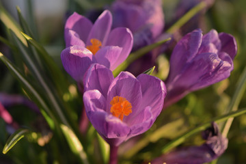 Purple crocus in spring garden close up
