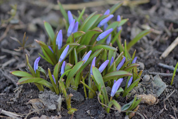 Blue Scylla snowdrops in spring garden 