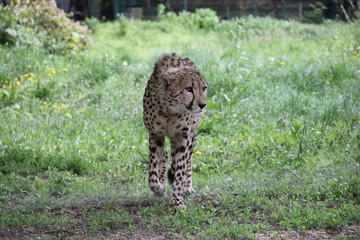 Leopard in the Zoo
