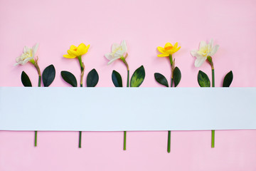 Spring composition made with daffodil flowers on pink background with ribbon copy space. Creative minimal holiday concept. Flat lay.