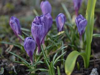 Purple crocus in spring garden close up