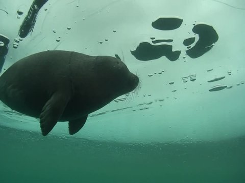 Baikal seal pup under the ice of lake Baikal