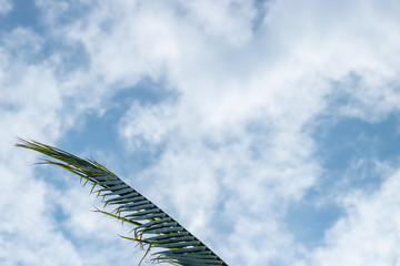 Palm leaves on the sky background
