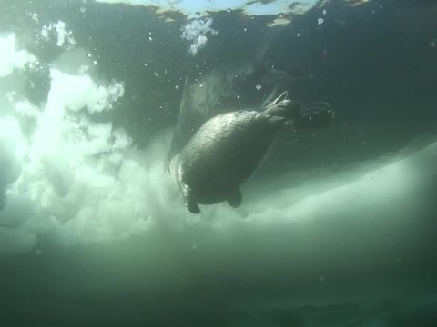 Baikal seal pup under the ice of lake Baikal
