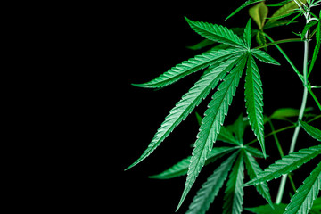 cannabis on a Black background