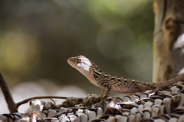 Lizard wildlife animal close up outdoors
