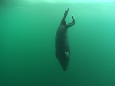 Baikal seal pup under the ice of lake Baikal
