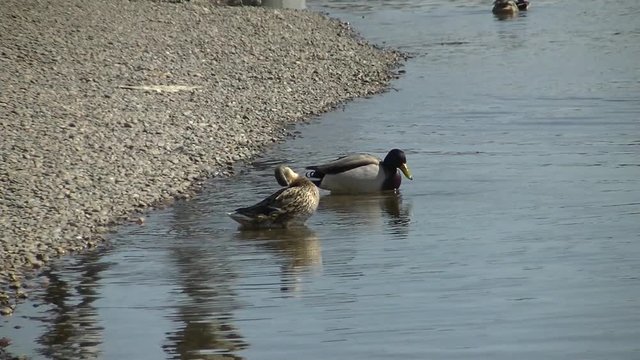 Two ducks in the water near the shore, clean the feathers and drink water. Rocky shore.