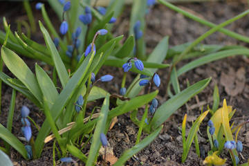 Obraz premium Blue Scylla snowdrops in spring garden close up