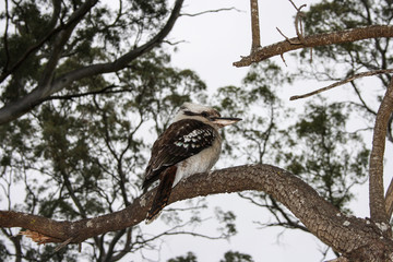 Naklejka na ściany i meble Laughing kookaburra sitting on a tree near Adelaide, South Australia