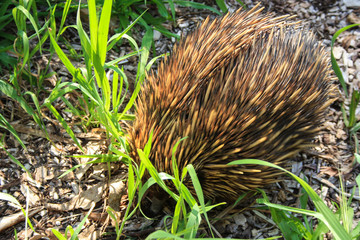 Echidnas, sometimes known as spiny anteaters, waking on grass and leaves in a park in Australia