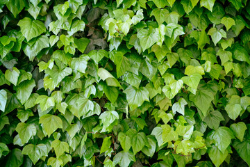 Wall Of Green Leaves (Background)