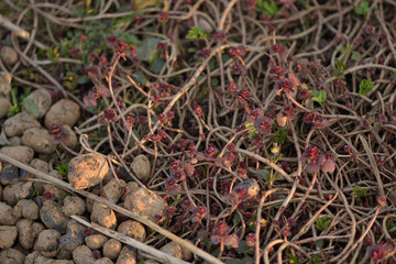 Climbing plant on the rocks in the garden