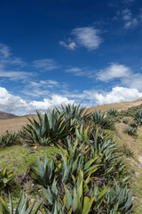 Aloe vera plants in the mountain range near Cusco, Peru, blue sky, sunny day