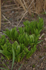 young sprouts in the garden