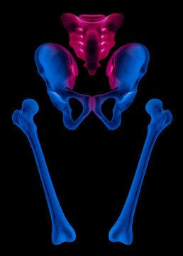 X-ray of separate human hip and femur bone anterior view red highlight in sacrum and sacroiliac joint pain area- 3D Medical illustration- Human Anatomy and Medical Concept- Blue tone color