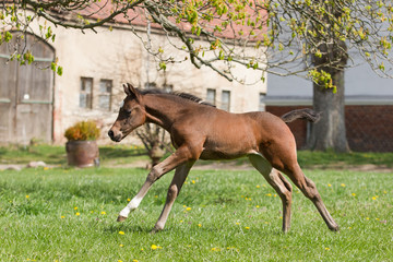 Fohlen