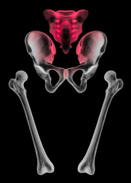 X-ray of separate human hip and femur bone anterior view red highlight in sacrum and sacroiliac joint pain area- 3D Medical illustration- Human Anatomy and Medical Concept-Isolated on black background