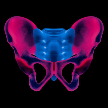 X-ray of human pelvis bone anterior view red highlight in hip bone pain- 3D Medical illustration- Human anatomy concept- Blue tone color