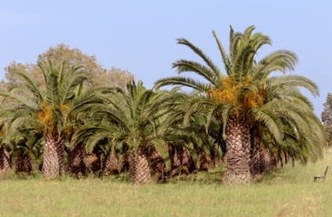 Obraz na płótnie Canvas The garden of date palms