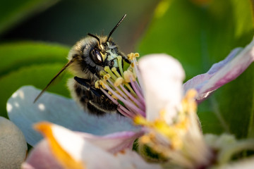Makro Aufnahme einer Honigbiene bei der Bestäubung auf der Blüte eines Apfelbaums