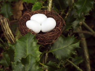 Birds nest with three white eggs