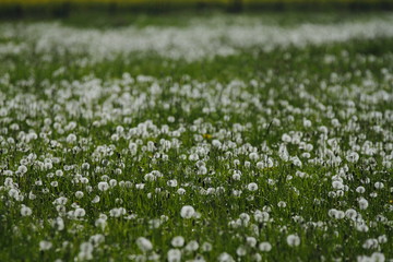 Obraz na płótnie Canvas field of white daisies