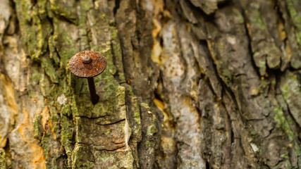 Nails nailed to trees for years until rusting