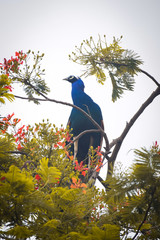 Peacock on a branch in indian village, Indian Wildlife 