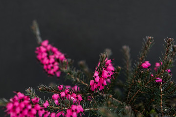 Blossoming plant on black background. Nature colors backdrop
