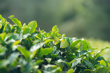 Obraz premium 茶葉の新芽
