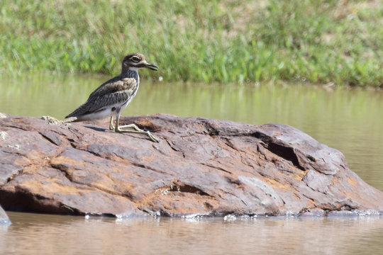 Wassertriel / Water thickknee / Burhinus vermiculatus.