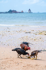 Hen and Rooster and chicks Walking on the beach with koh loy srirach,thailand background