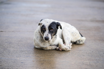 dog crouching  on the road after the rain