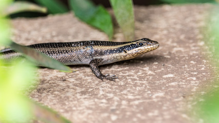 lizard on rock