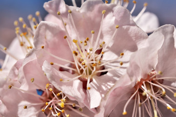 Obraz na płótnie Canvas Apricots bloom beautiful pink flowers