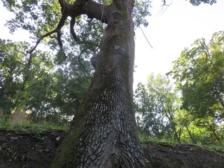 Naklejka premium Natura in prospettiva