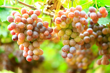 Ripe grapes in fall