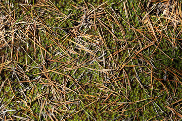 Moss texture Background of moss.